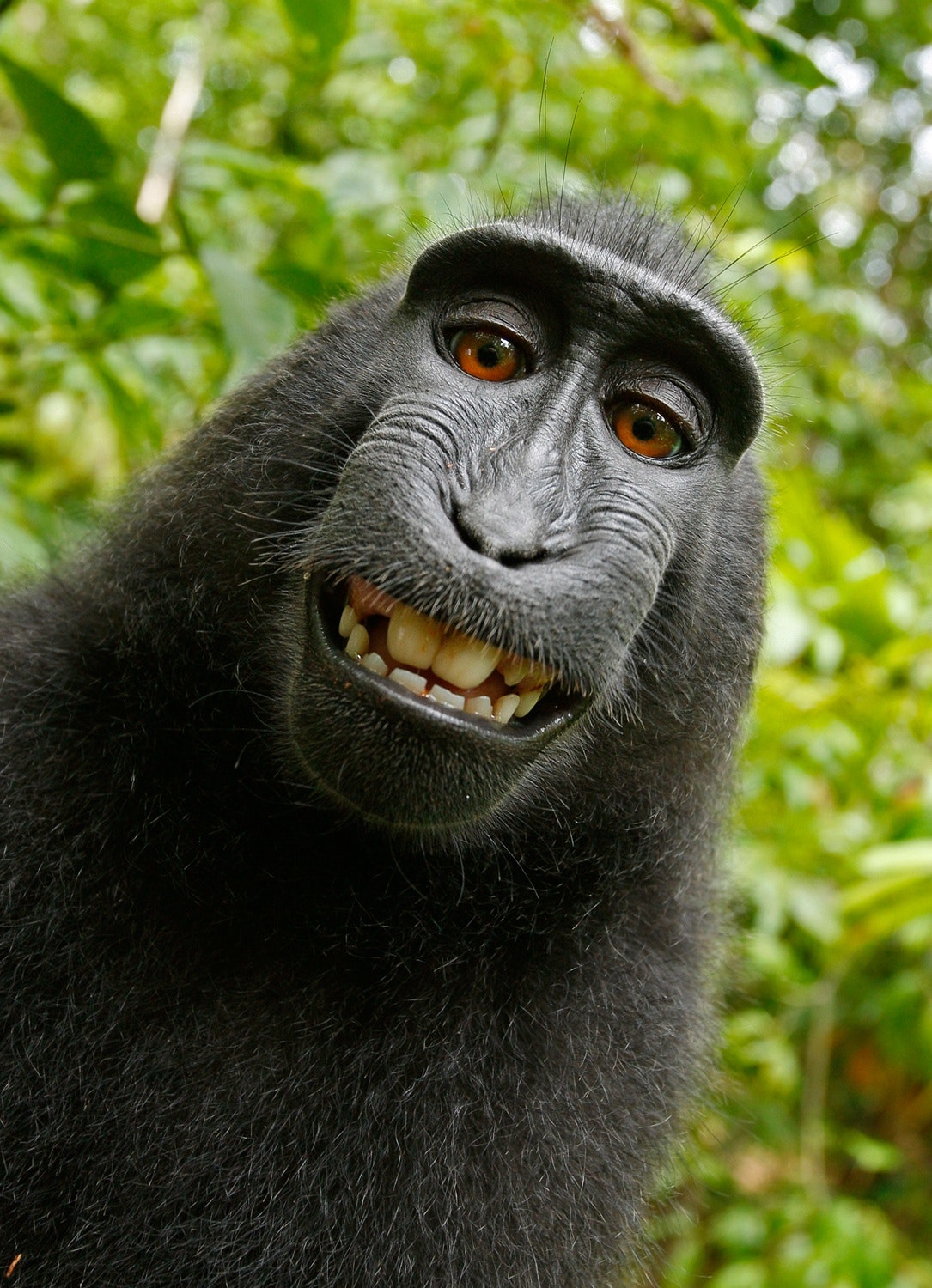 Self Esteem Monkey
